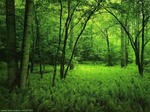 hutan hijau